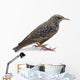 Starling Wall Decal