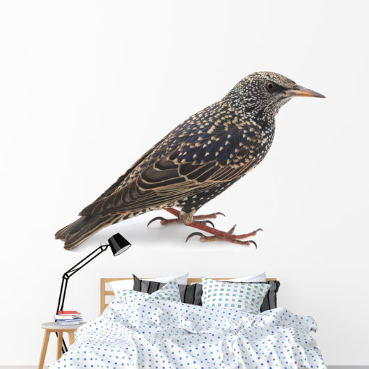 Starling Wall Decal