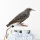 Starling Wall Decal