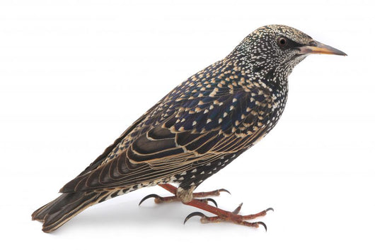 Starling Wall Decal
