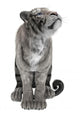 White Tiger Wall Decal Design 4