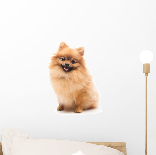 Cute Pomeranian Spitz Wall Decal Design 1