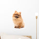 Cute Pomeranian Spitz Wall Decal Design 1