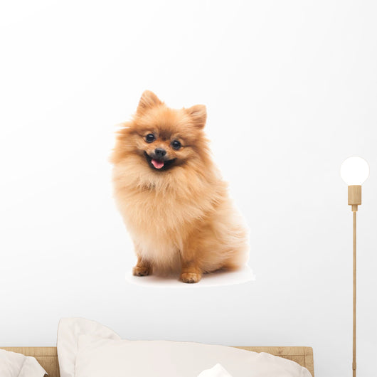 Cute Pomeranian Spitz Wall Decal Design 1