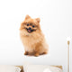 Cute Pomeranian Spitz Wall Decal Design 1