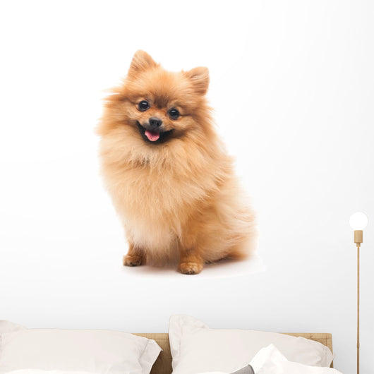 Cute Pomeranian Spitz Wall Decal Design 1