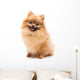 Cute Pomeranian Spitz Wall Decal Design 1