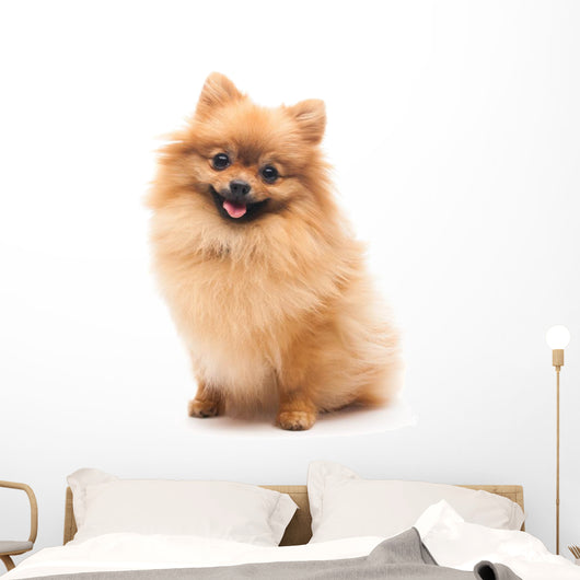 Cute Pomeranian Spitz Wall Decal Design 1
