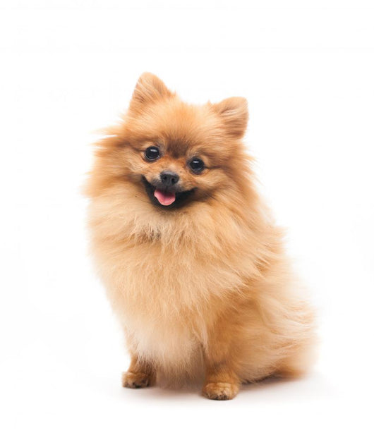 Cute Pomeranian Spitz Wall Decal Design 1