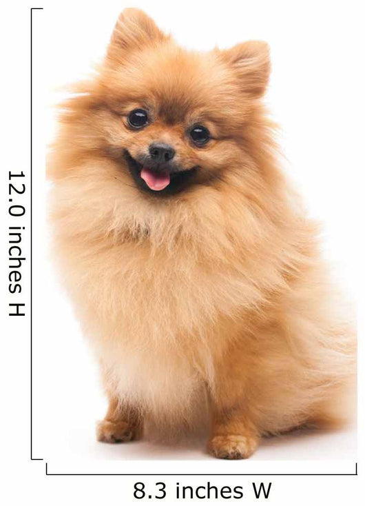 Cute Pomeranian Spitz Wall Decal Design 1