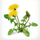 Dandelion Flowers Vector Icon Wall Decal