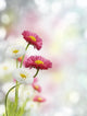 Spring Flowers Wall Decal