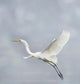 Great White Egret Wall Decal