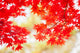 Colored Japanese Maple Leaf Wall Decal