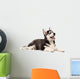 Siberian Husky Puppy White Wall Decal Design 3