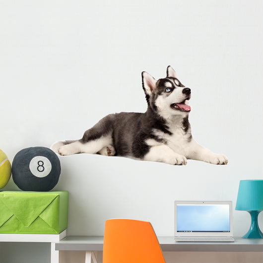 Siberian Husky Puppy White Wall Decal Design 3