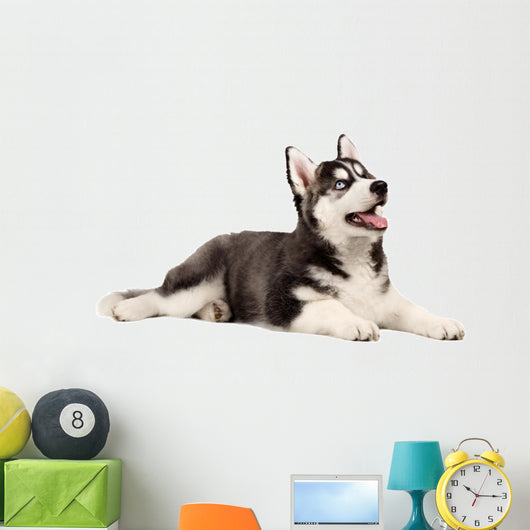 Siberian Husky Puppy White Wall Decal Design 3