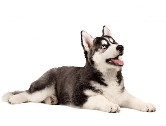 Siberian Husky Puppy White Wall Decal Design 3
