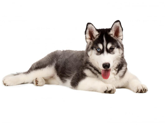 Siberian Puppy Dog Wall Decal