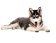 Siberian Puppy Dog Wall Decal