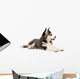 Siberian Husky Puppy Wall Decal Design 1