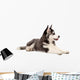 Siberian Husky Puppy Wall Decal Design 1