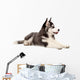 Siberian Husky Puppy Wall Decal Design 1