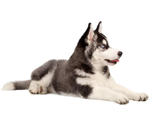 Siberian Husky Puppy Wall Decal Design 1