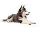 Siberian Husky Puppy Wall Decal Design 1