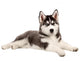 Husky Puppy Dog Wall Decal