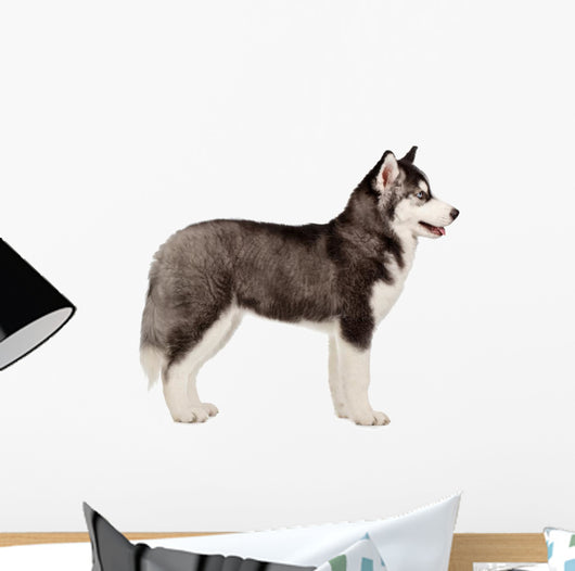 Siberian Husky Puppy White Wall Decal Design 2