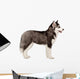 Siberian Husky Puppy White Wall Decal Design 2