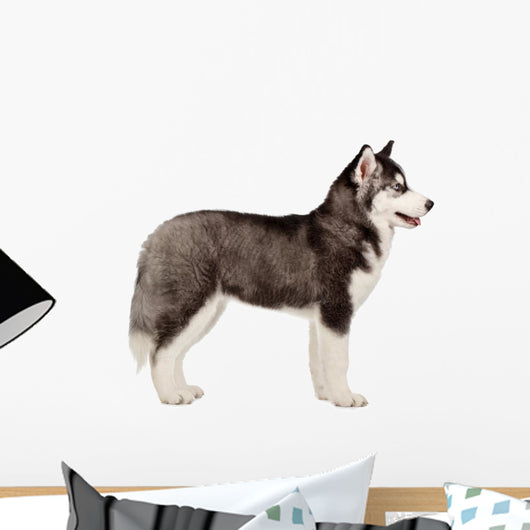 Siberian Husky Puppy White Wall Decal Design 2