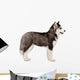 Siberian Husky Puppy White Wall Decal Design 2