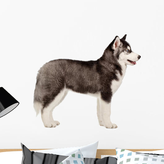Siberian Husky Puppy White Wall Decal Design 2