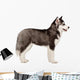 Siberian Husky Puppy White Wall Decal Design 2