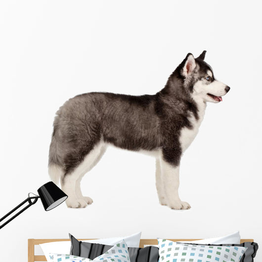 Siberian Husky Puppy White Wall Decal Design 2
