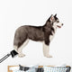 Siberian Husky Puppy White Wall Decal Design 2