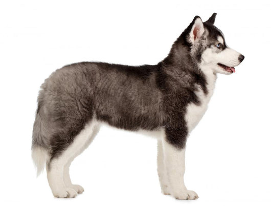 Siberian Husky Puppy White Wall Decal Design 2