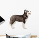 Siberian Husky Puppy White Wall Decal Design 1