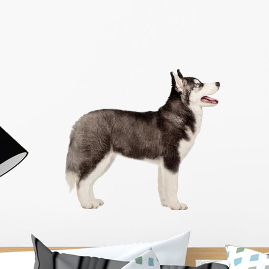 Siberian Husky Puppy White Wall Decal Design 1