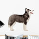 Siberian Husky Puppy White Wall Decal Design 1