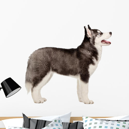Siberian Husky Puppy White Wall Decal Design 1