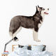 Siberian Husky Puppy White Wall Decal Design 1