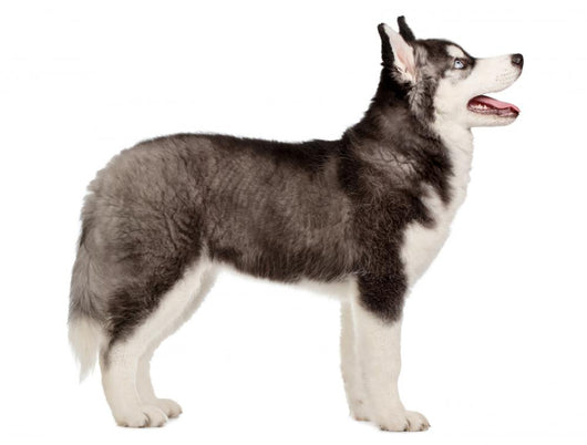 Siberian Husky Puppy White Wall Decal Design 1