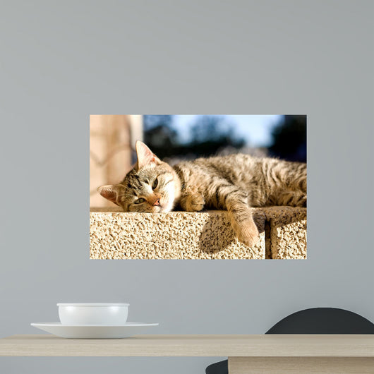 Tabby Cat Trying to Wall Decal