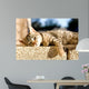 Tabby Cat Trying to Wall Decal