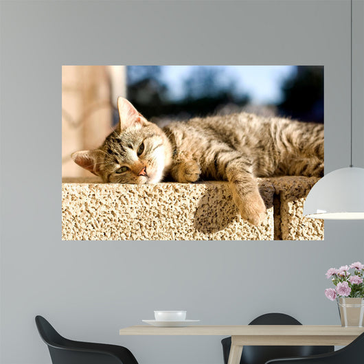 Tabby Cat Trying to Wall Decal