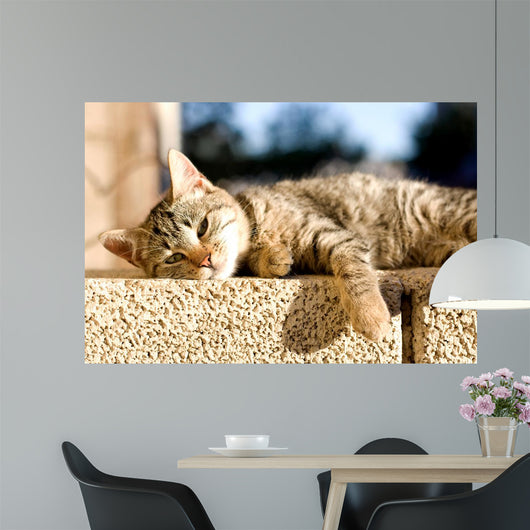 Tabby Cat Trying to Wall Decal