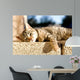 Tabby Cat Trying to Wall Decal